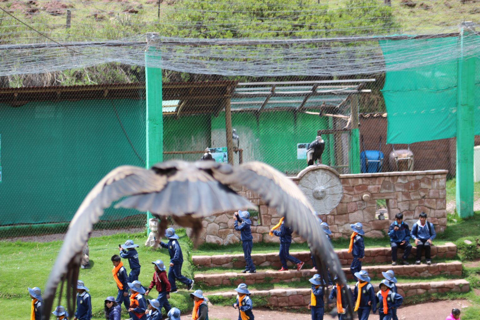 cochahuasi-animal-sanctuary-a-place-where-animals-are-happy