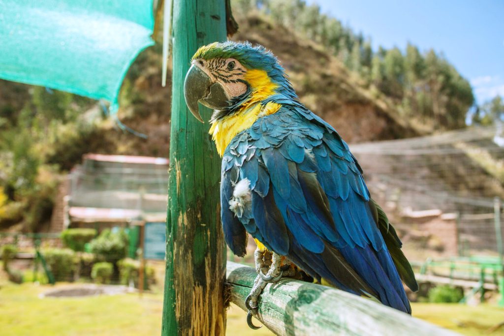 FEEDING MACAWS Cochahuasi